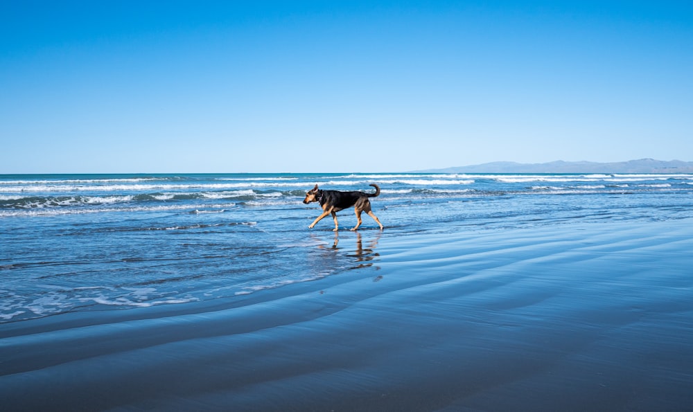 a dog walking on the beach