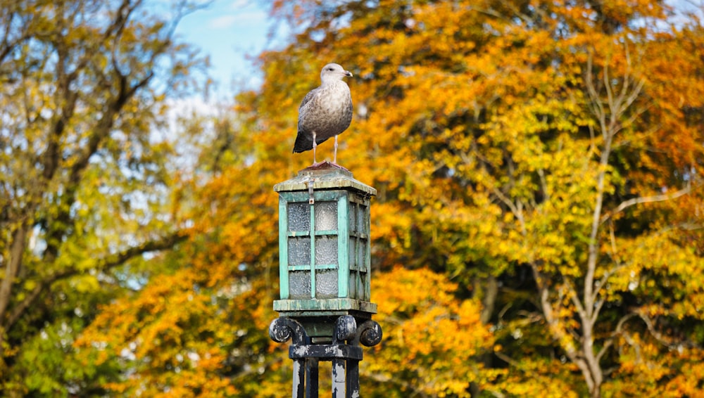 a bird on a bird feeder