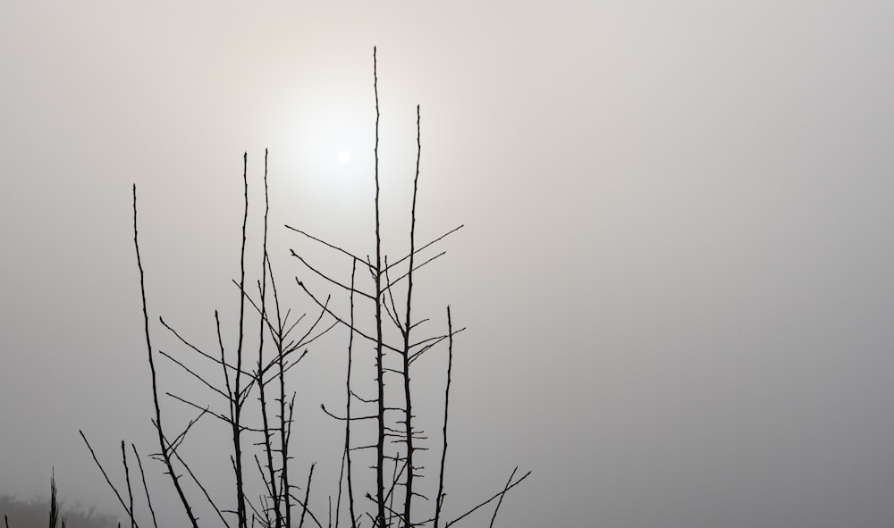 a tree with no leaves