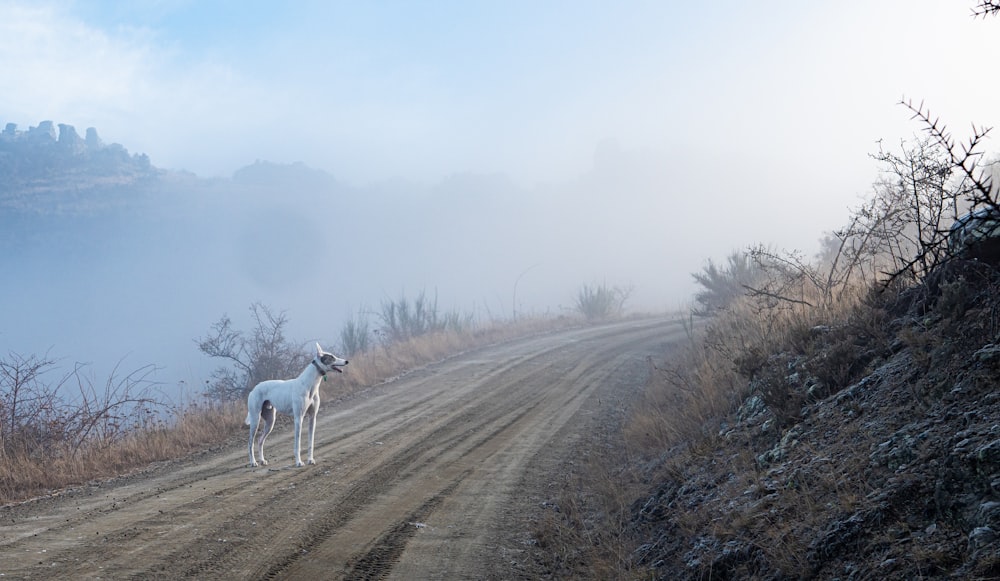 a white dog on a dirt road