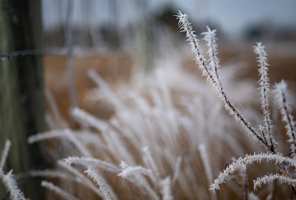 close up of a plant