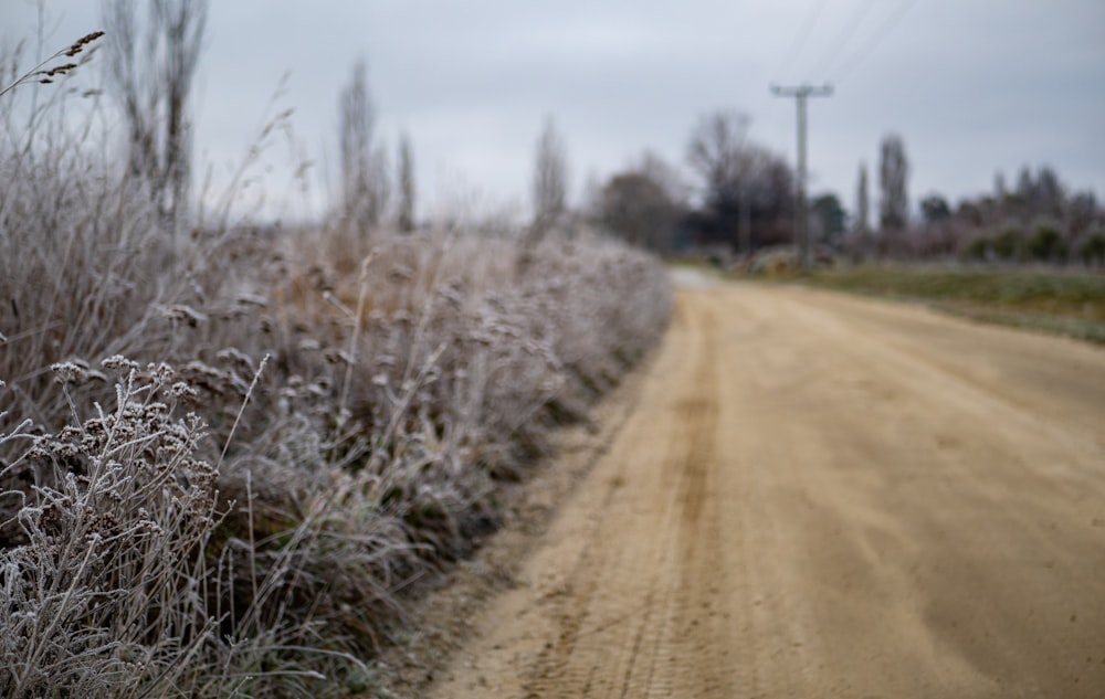 a dirt road with bushes on the side