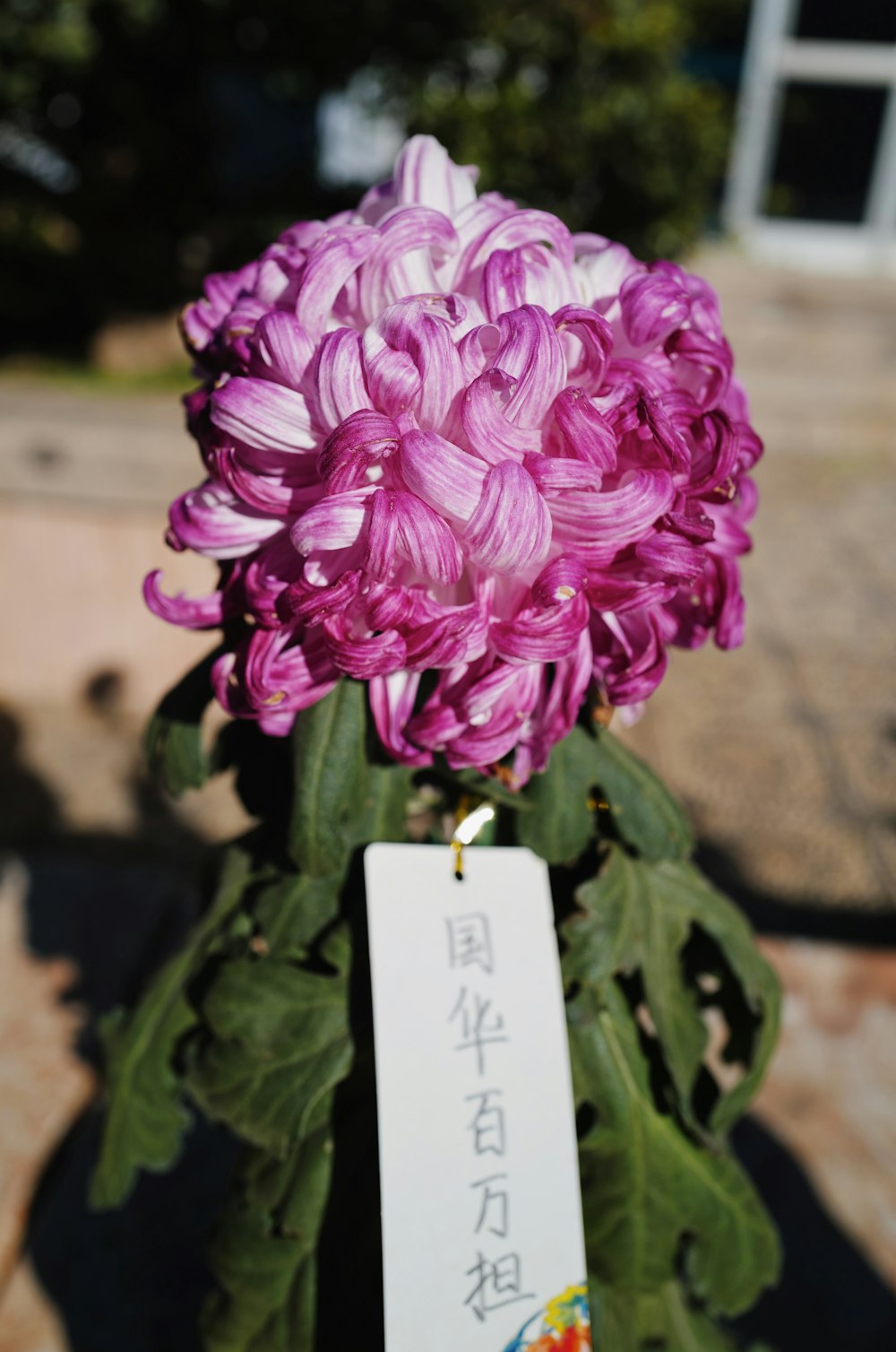 a purple flower with a white tag