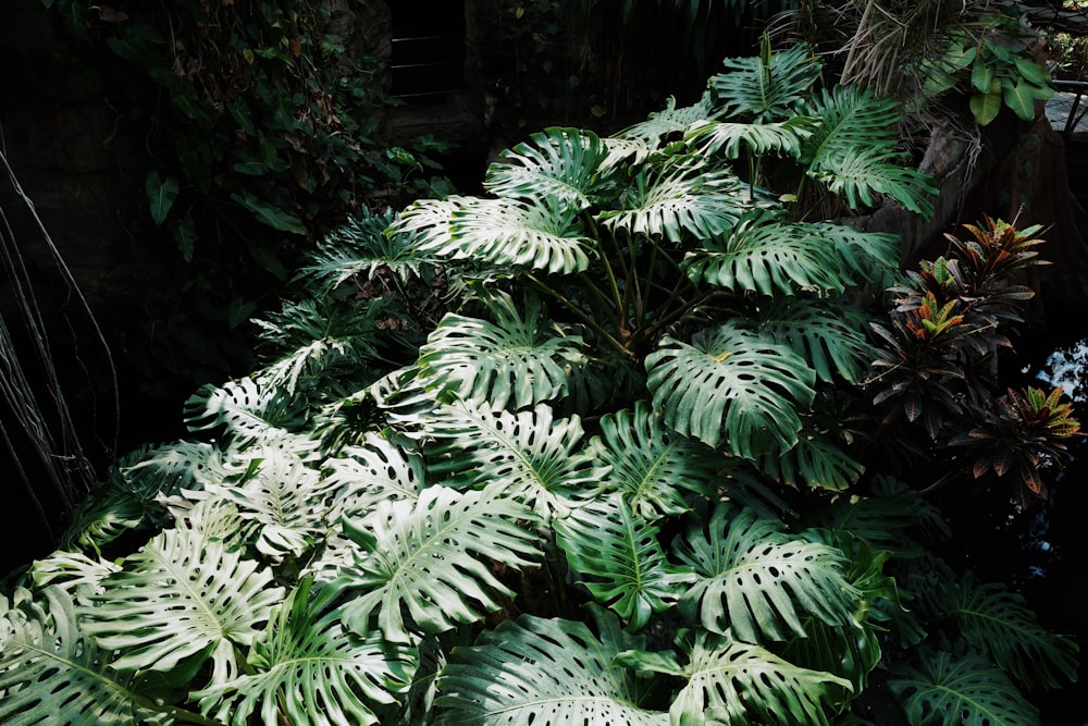 a group of green plants