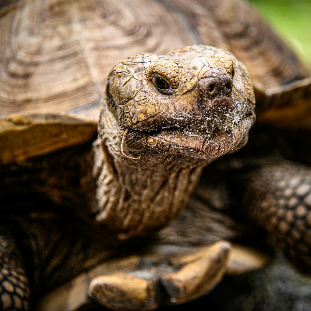 a close up of a turtle