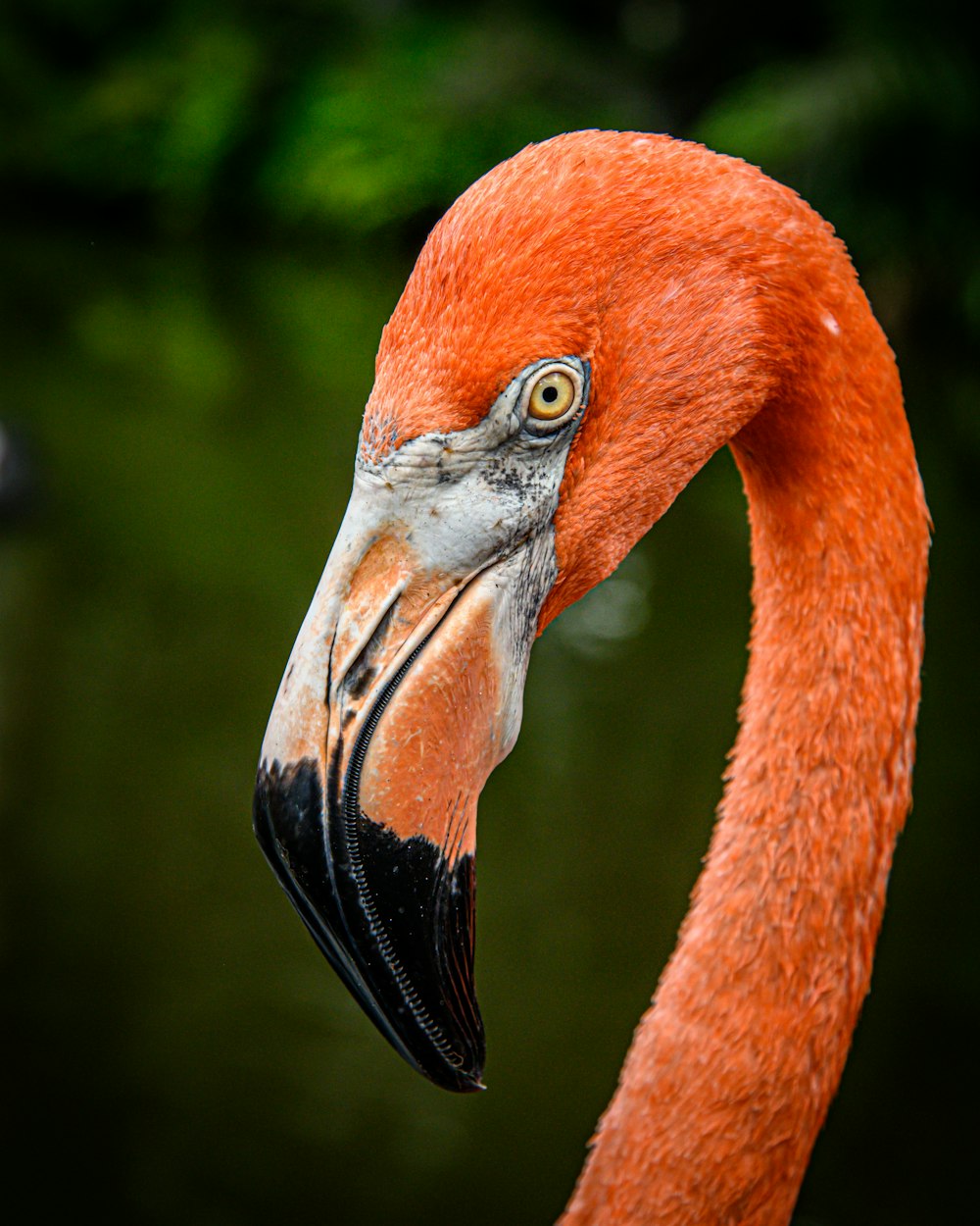 un flamant rose au long cou