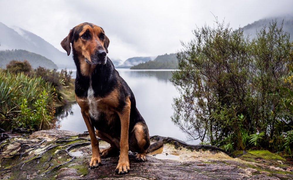 a dog sitting on a rock by a lake