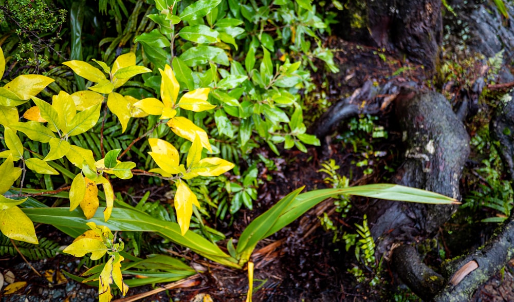 a group of yellow flowers