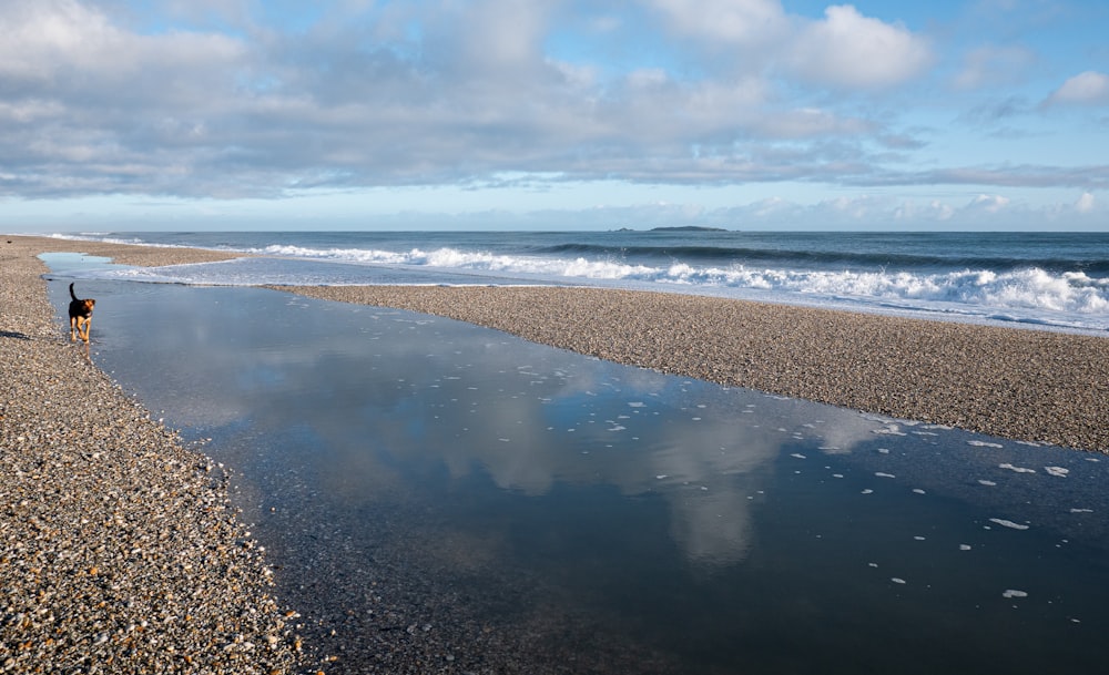 a dog on a beach