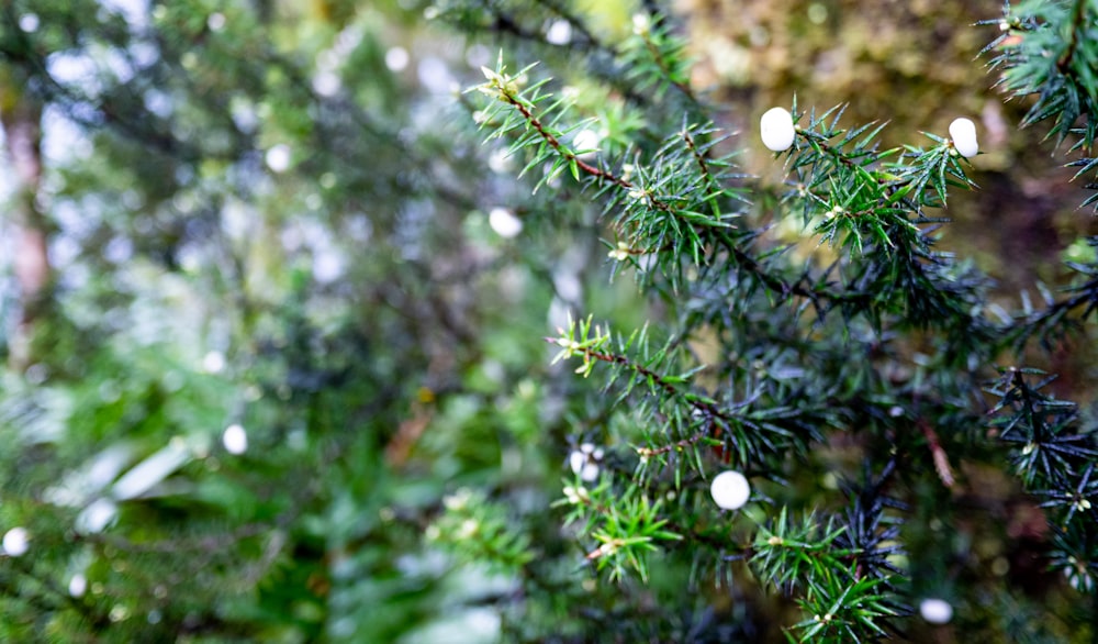 a close up of a tree branch