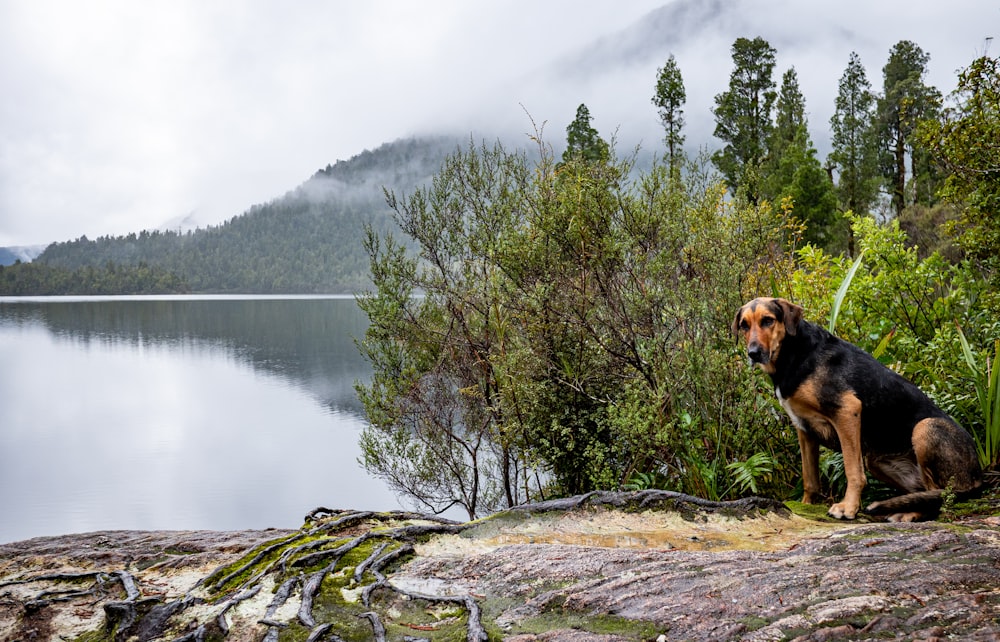 a dog sitting on a rock by a lake