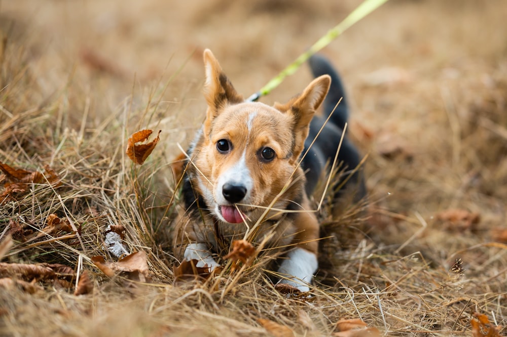 a dog in the grass