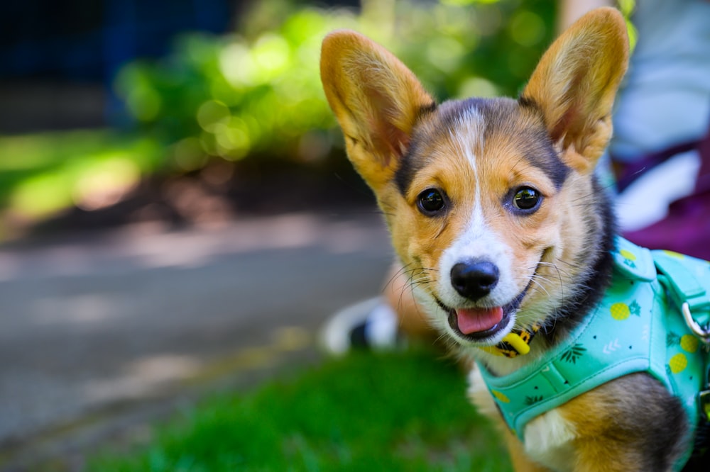 a dog wearing a green shirt