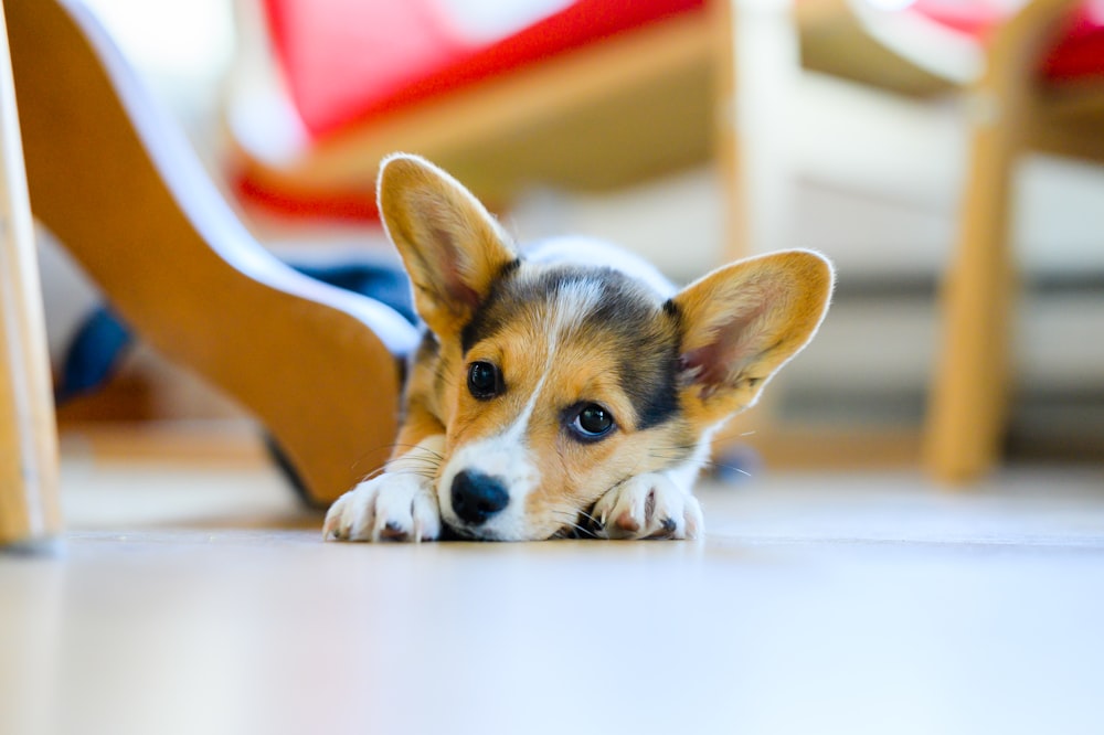 a dog lying on the floor