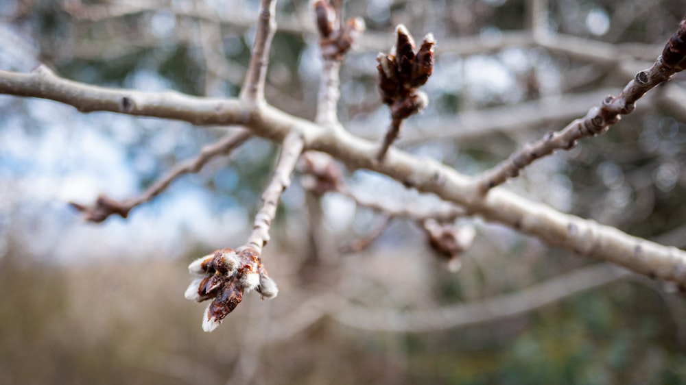 a close up of a tree branch