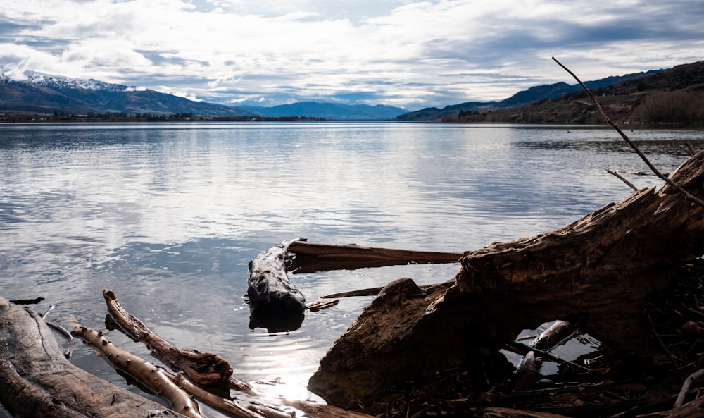 a body of water with logs and trees around it