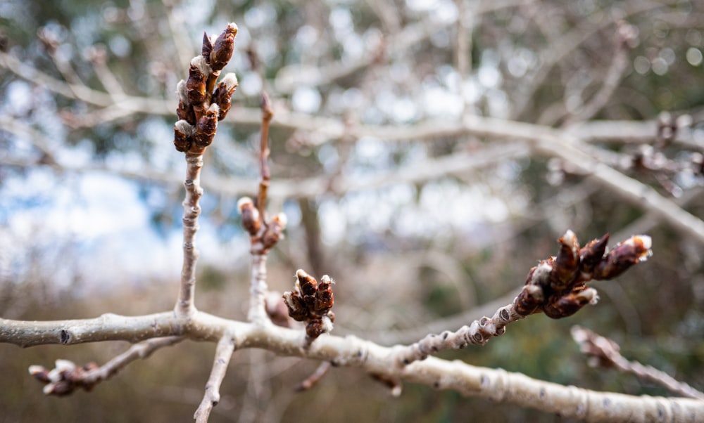 a close up of a tree branch