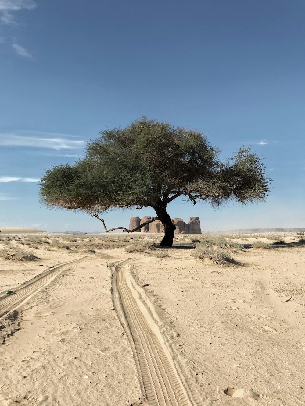 a tree in a desert