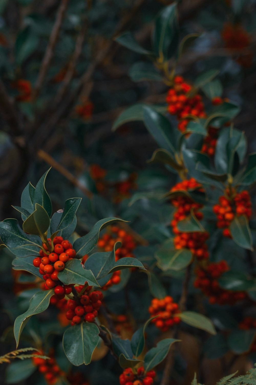 a close-up of some berries