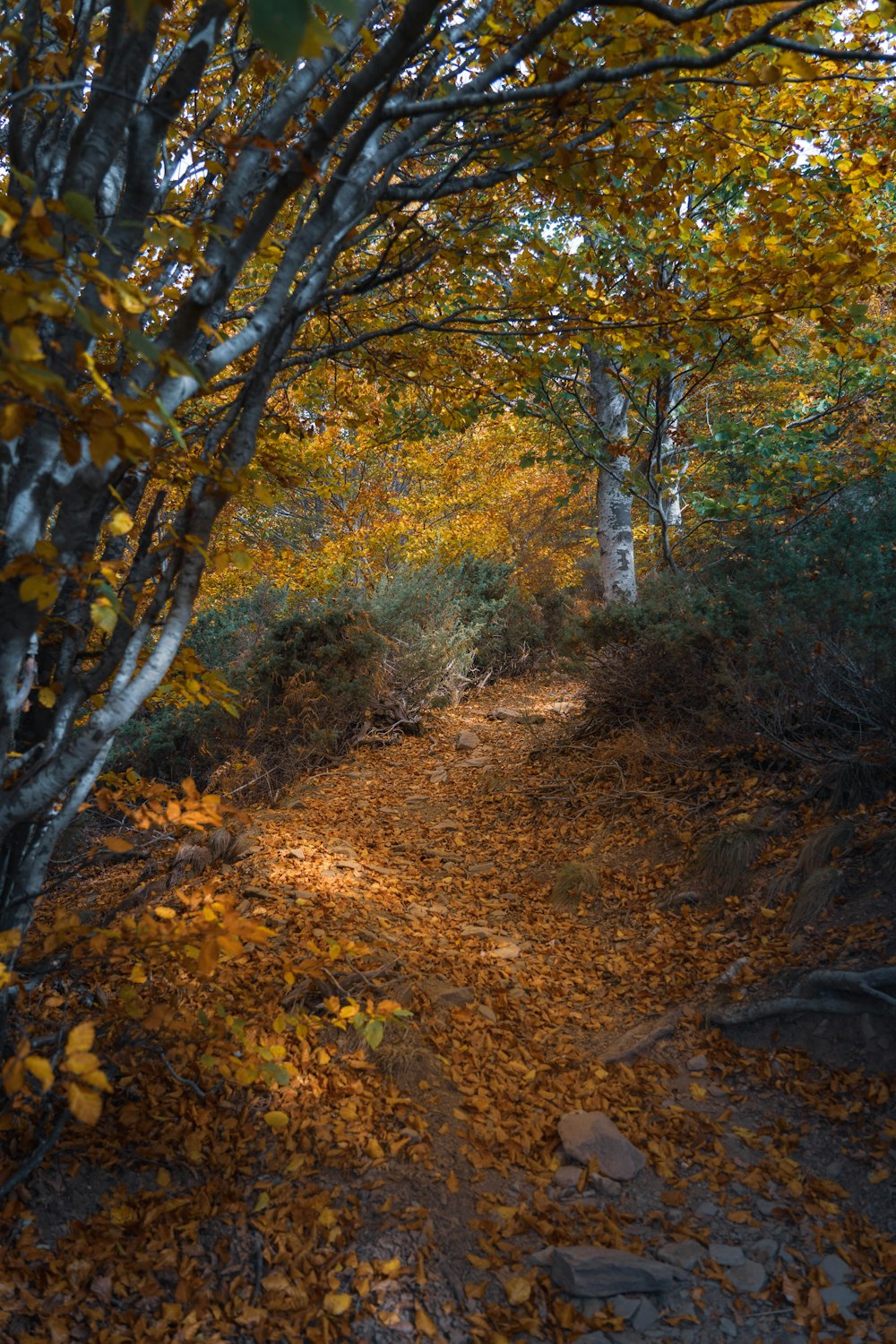 Un chemin avec des feuilles jaunes et des arbres