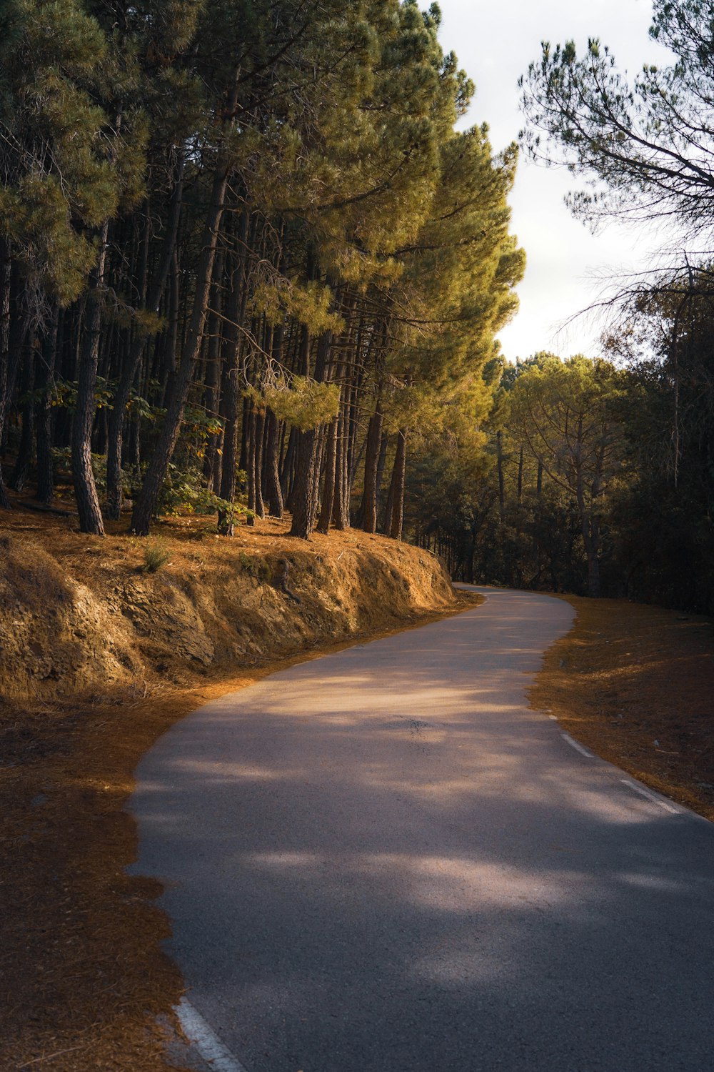 a road with trees on the side