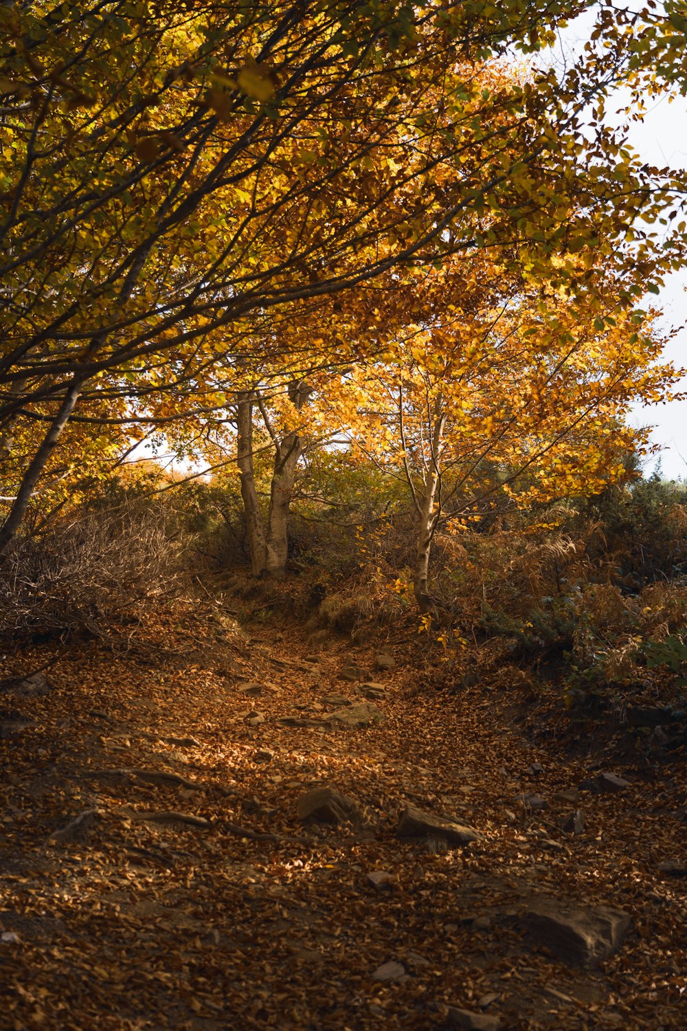 a path with trees on either side