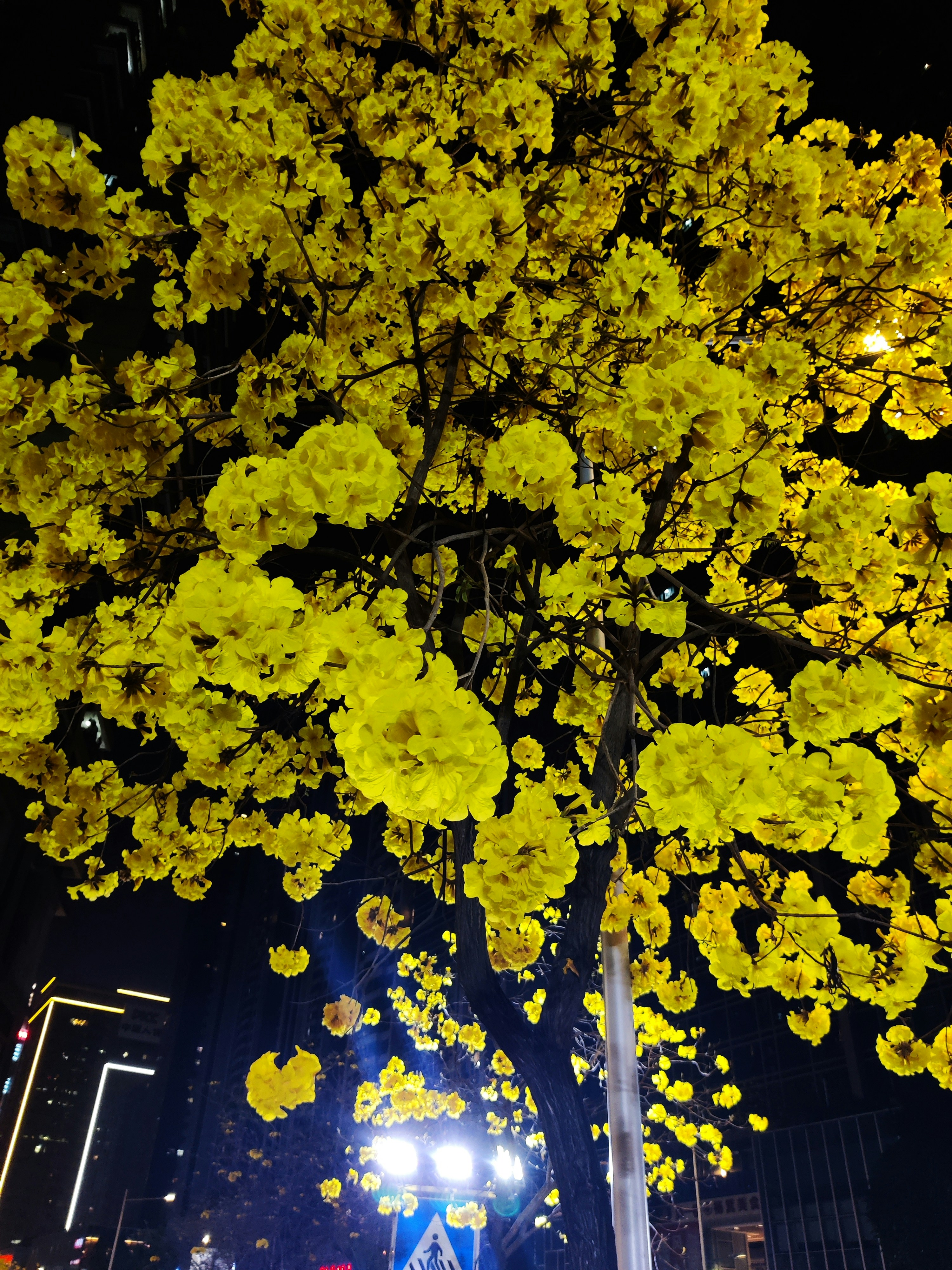 un árbol con hojas amarillas