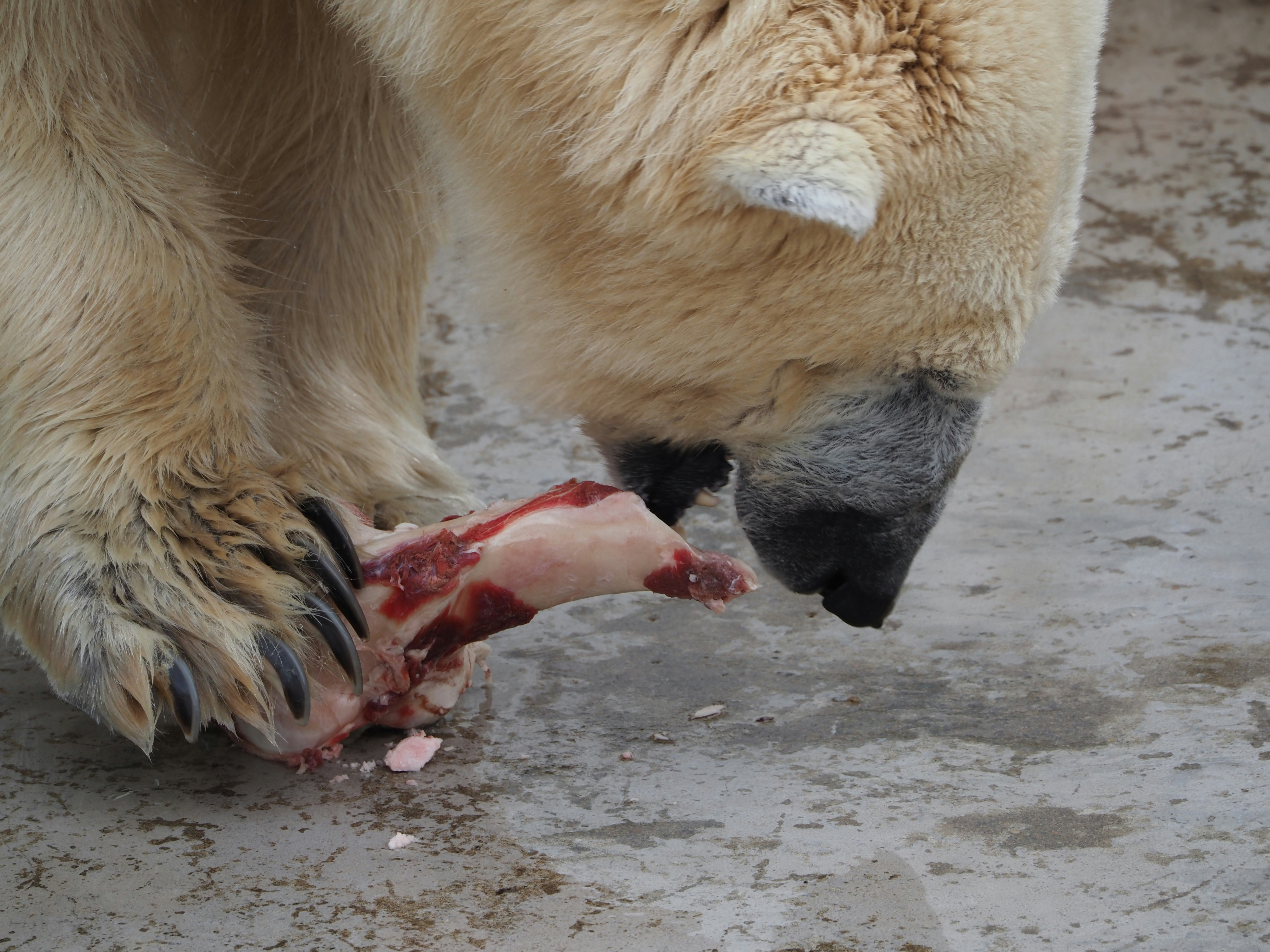 A polar bear eating a fish photo  Free Bear Image on Unsplash