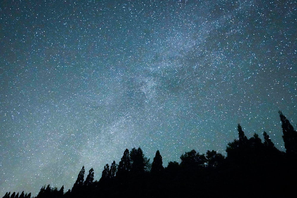 a starry night sky over trees