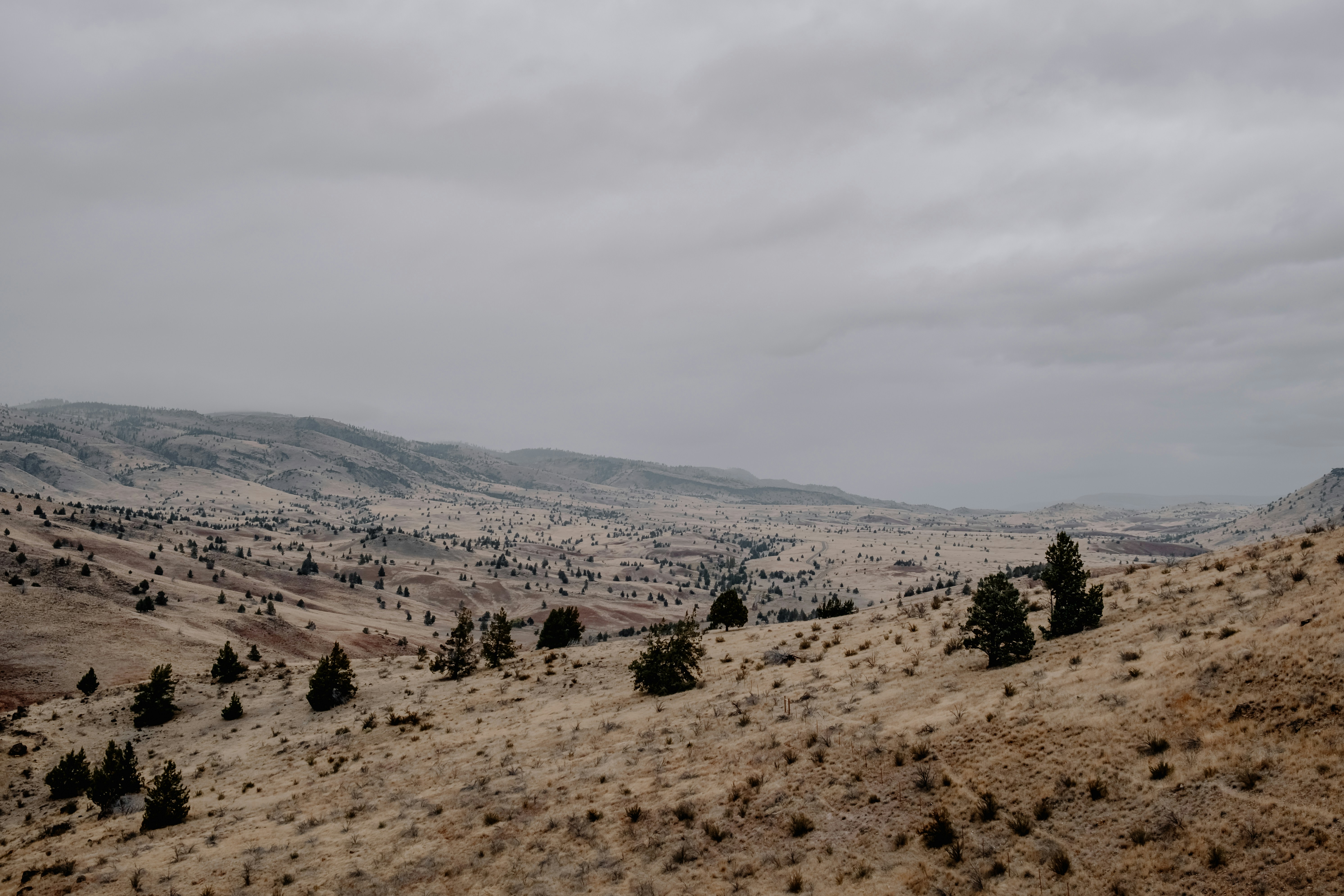 언덕과 나무가있는 풍경