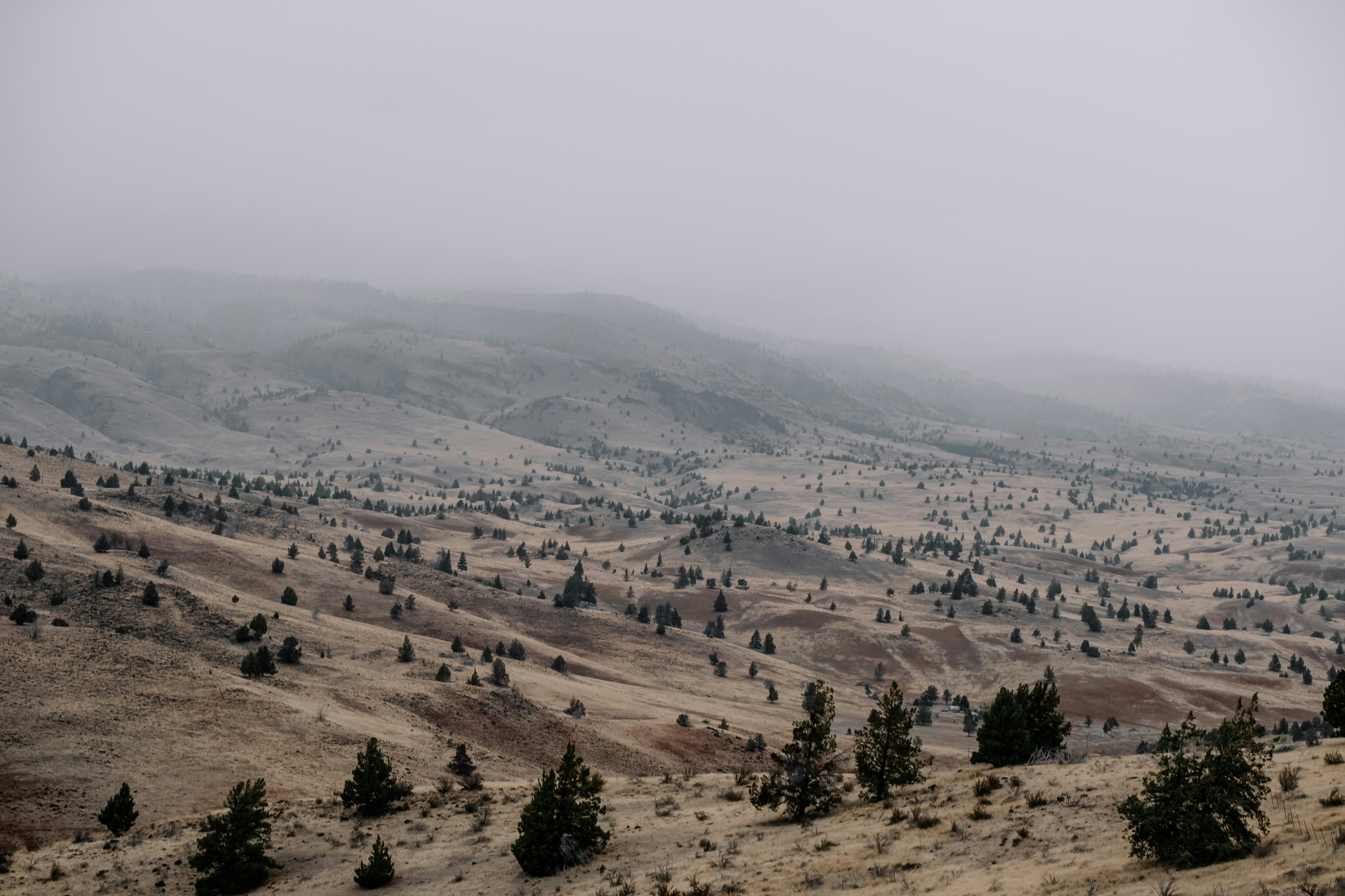 나무와 언덕이있는 풍경