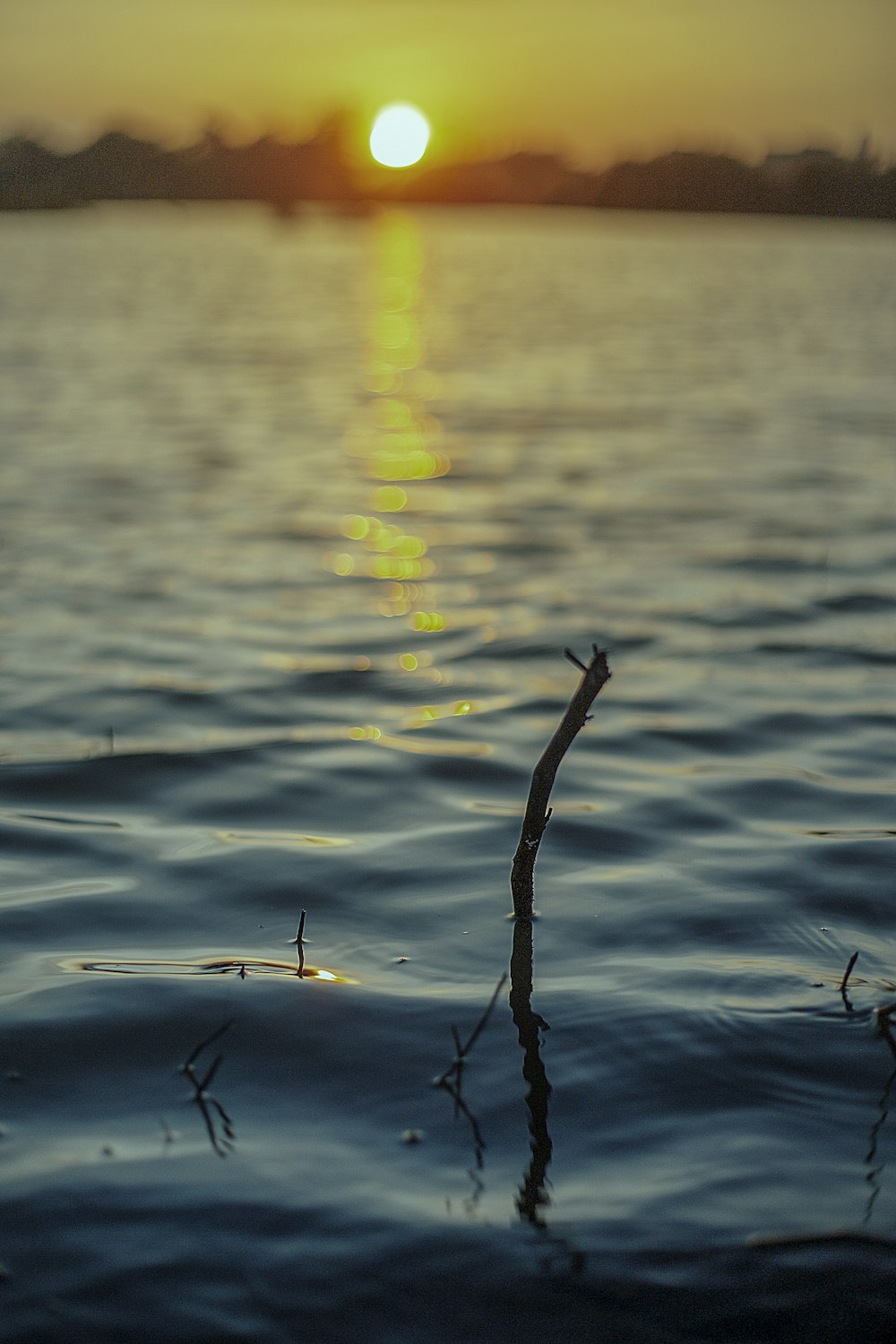 eine Pflanze, die im Wasser wächst