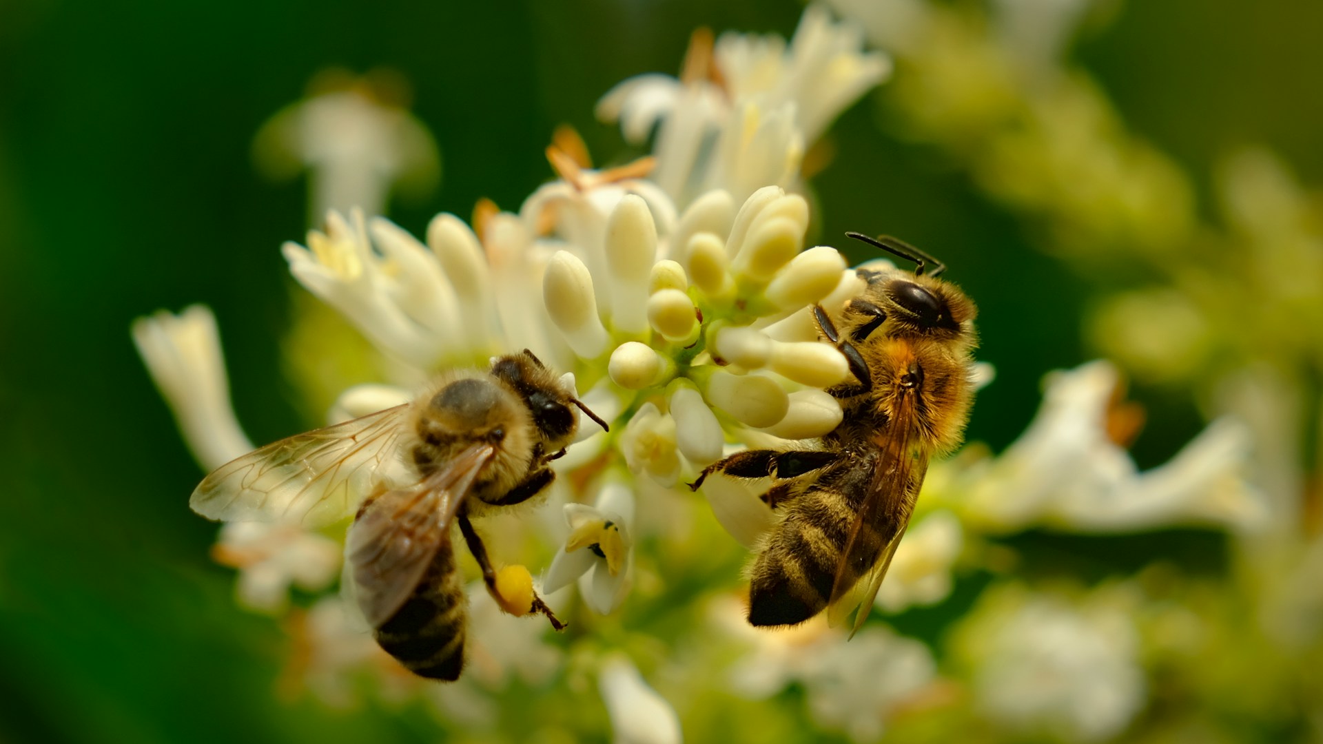 a group of bees on a flower