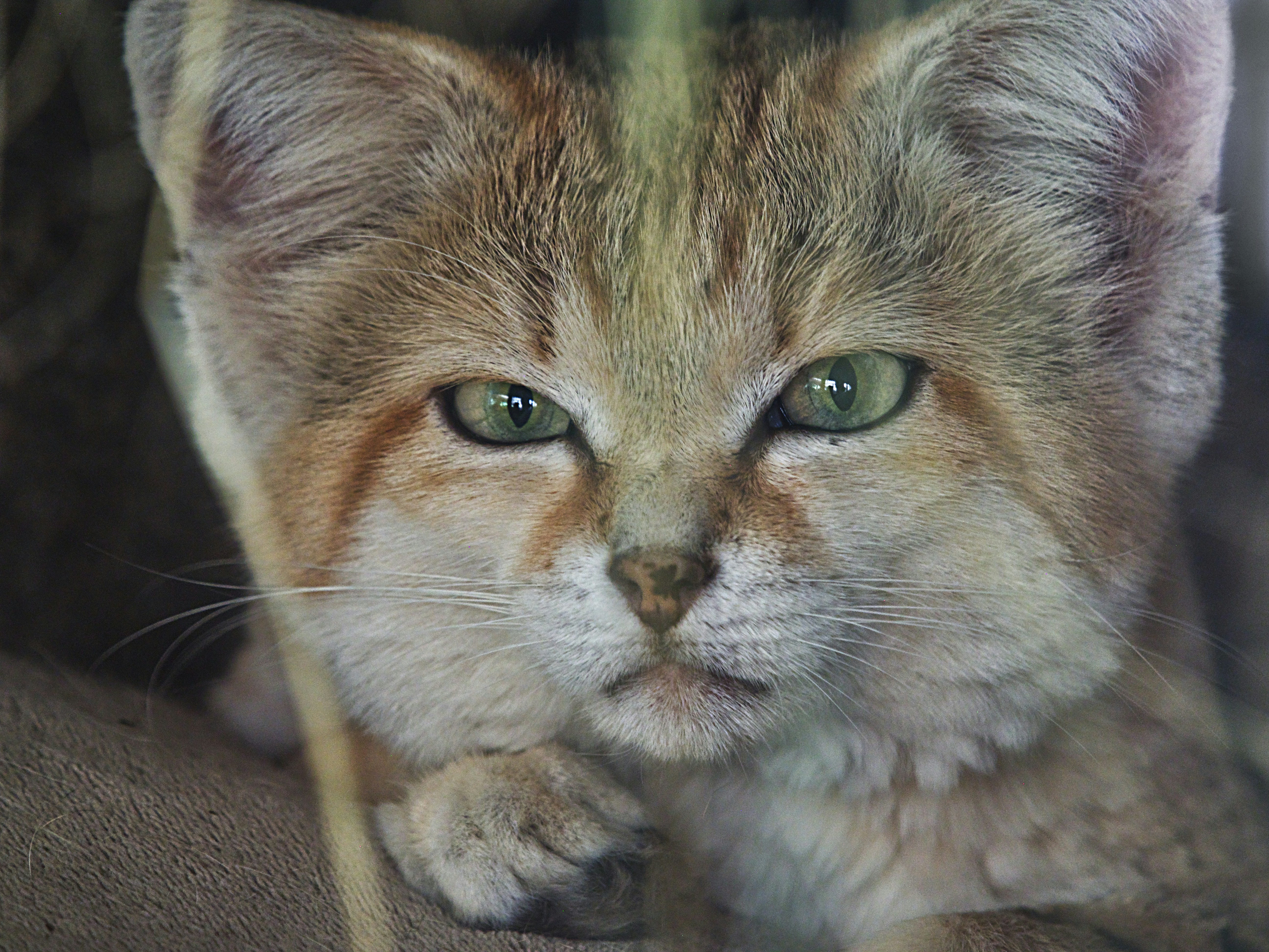 Fire Season Is Here — Is Your Cat Ready to Evacuate?