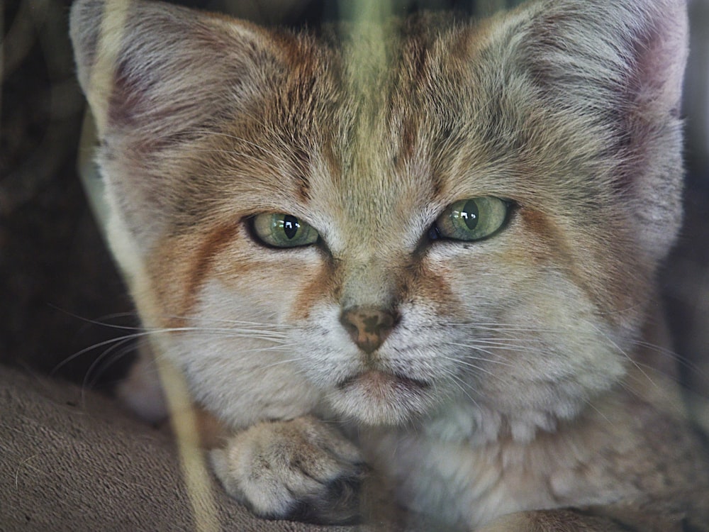 a cat with green eyes