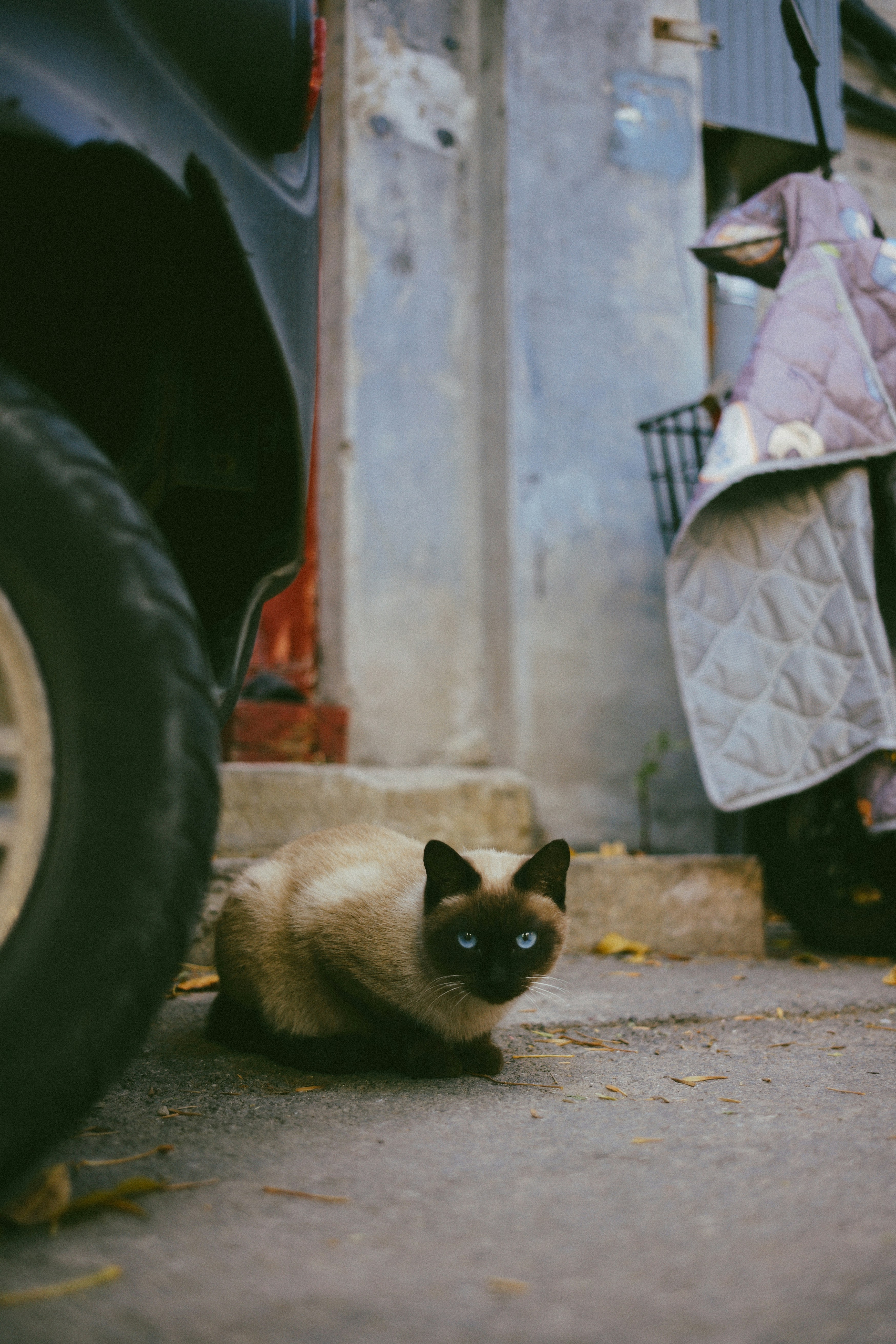 Photo by tommaomaoer