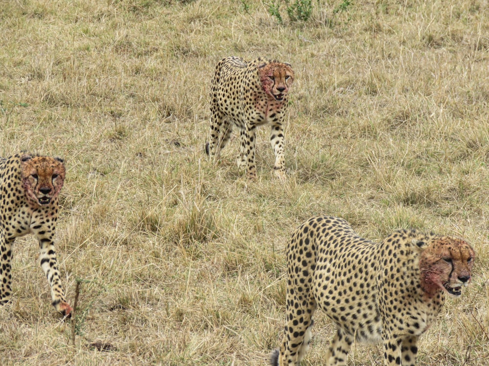 a group of cheetahs in a grassy field
