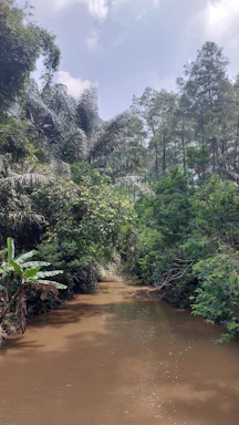 A serene jungle river scene at dusk with soft light filtering through dense trees.