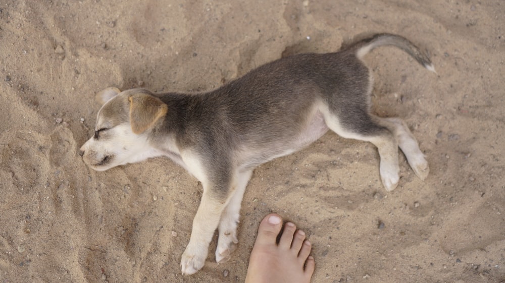a dog lying on the ground