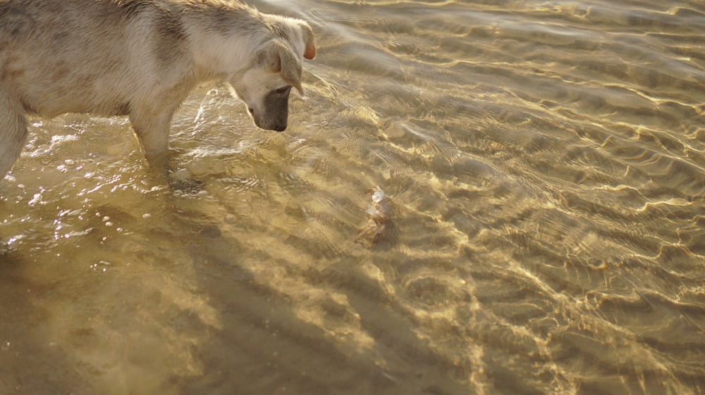 a dog walking in water