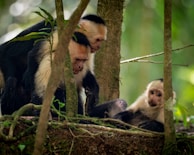 a group of monkeys in a tree