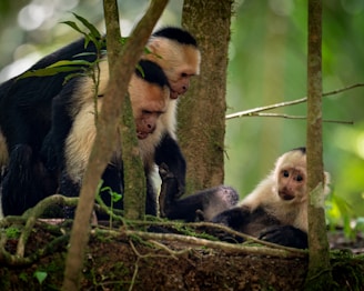 a group of monkeys in a tree