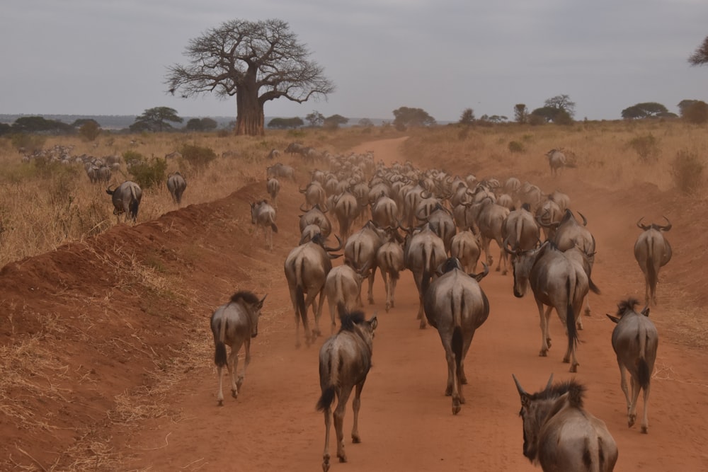 a group of camels walking on a dirt road