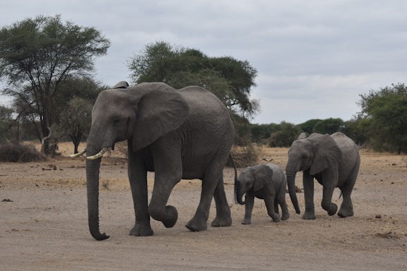 a group of elephants walk across a dirt road