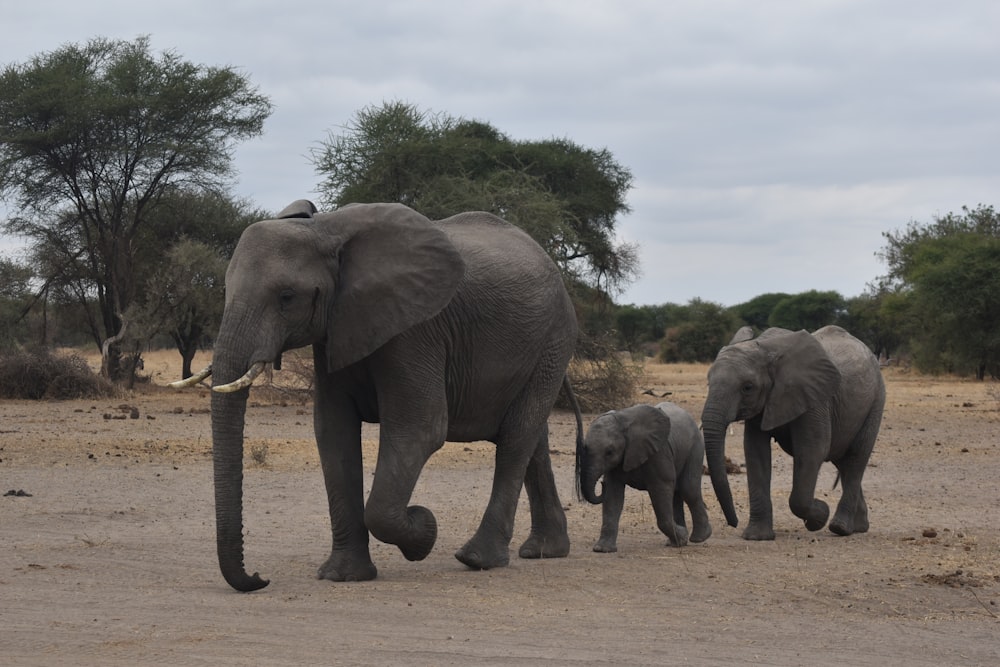 象のグループが未舗装の道路を横切って歩く