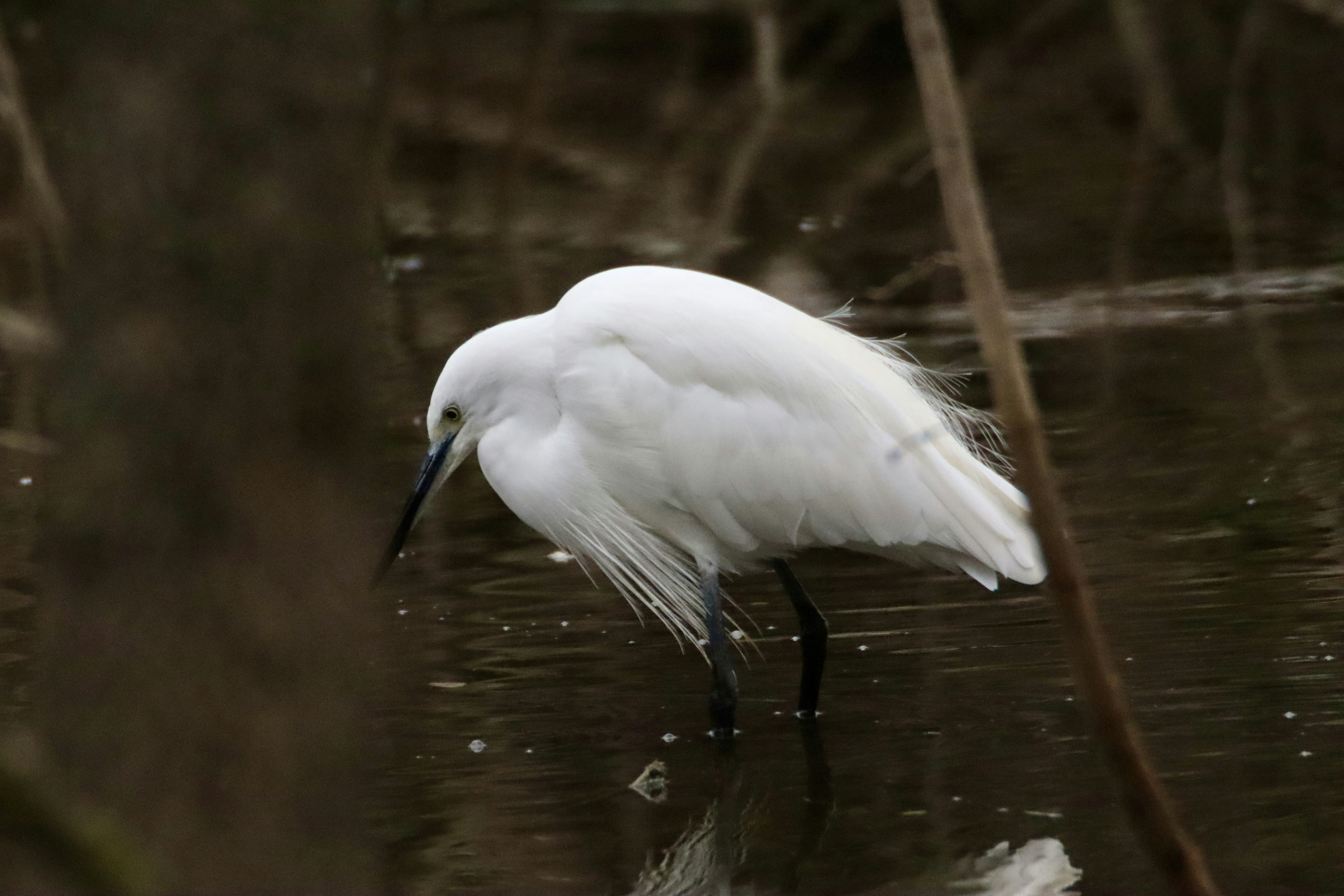 Photo by kingisback76