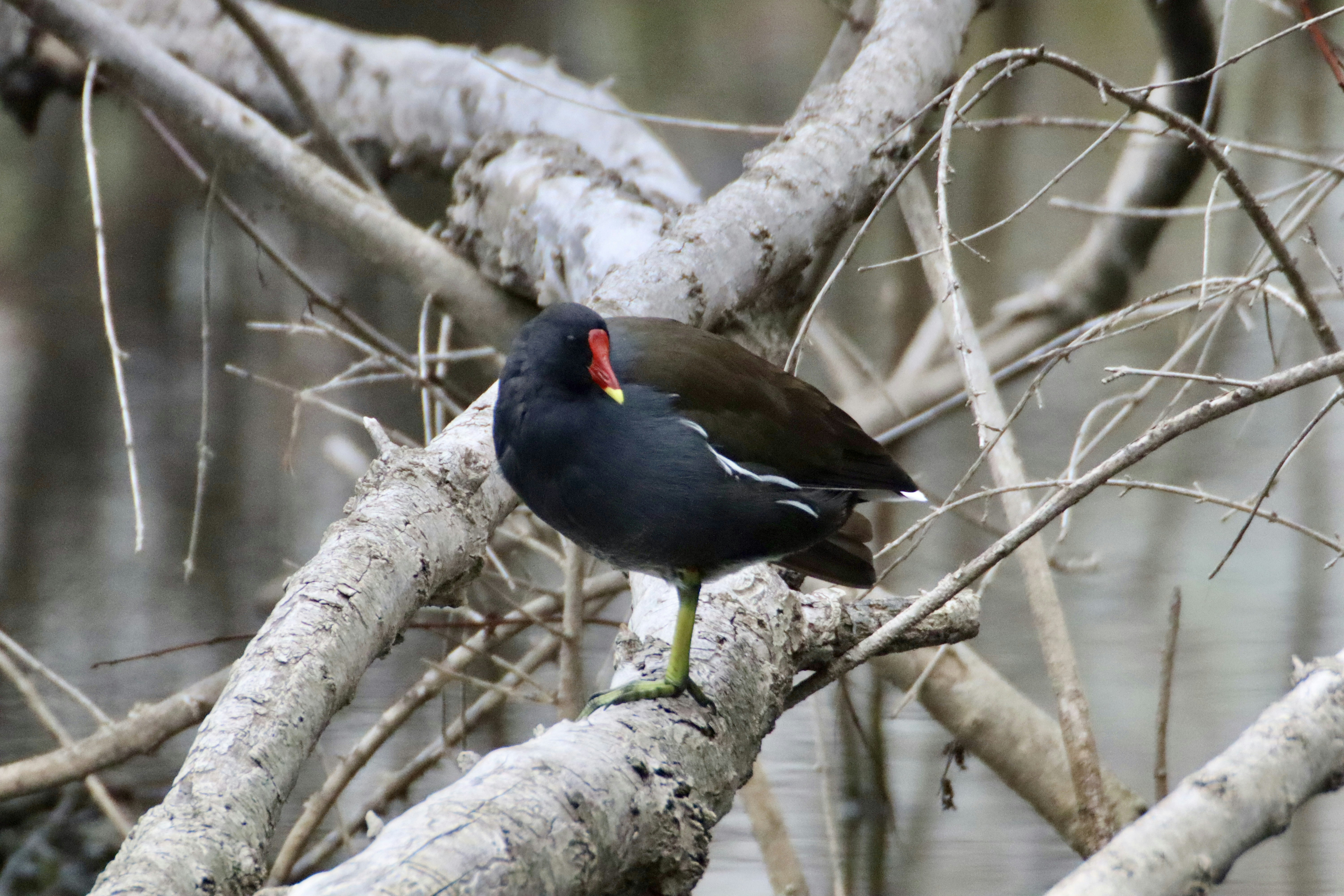 Photo by kingisback76