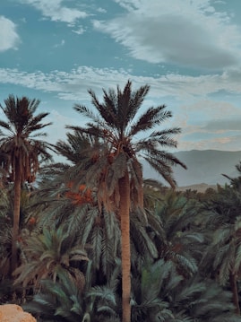 A lush oasis of tall palm trees under a sky speckled with scattered clouds. The landscape is dense with greenery, creating a tranquil and tropical atmosphere with a backdrop of distant hills.