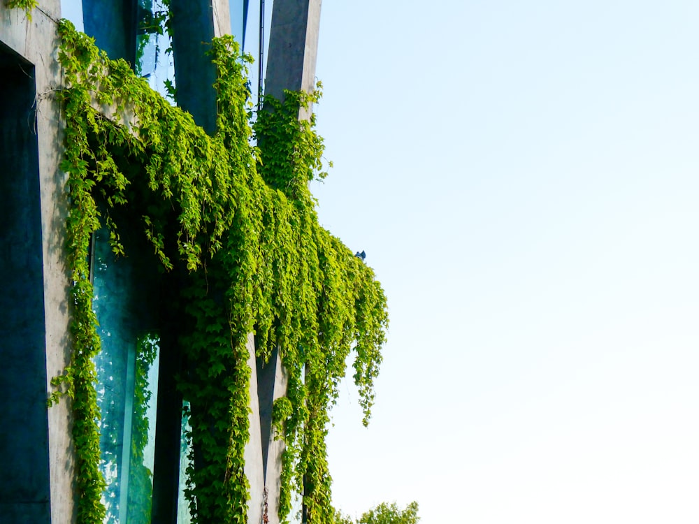 a tall building with green plants