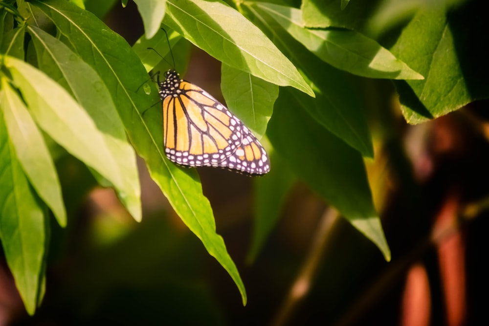 a butterfly on a leaf